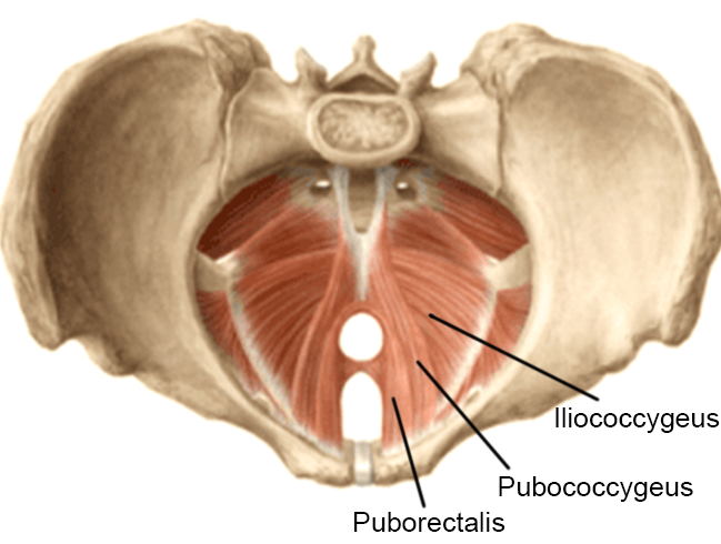 male-pelvic-floor-muscles_1024x1024.png (283 KB)