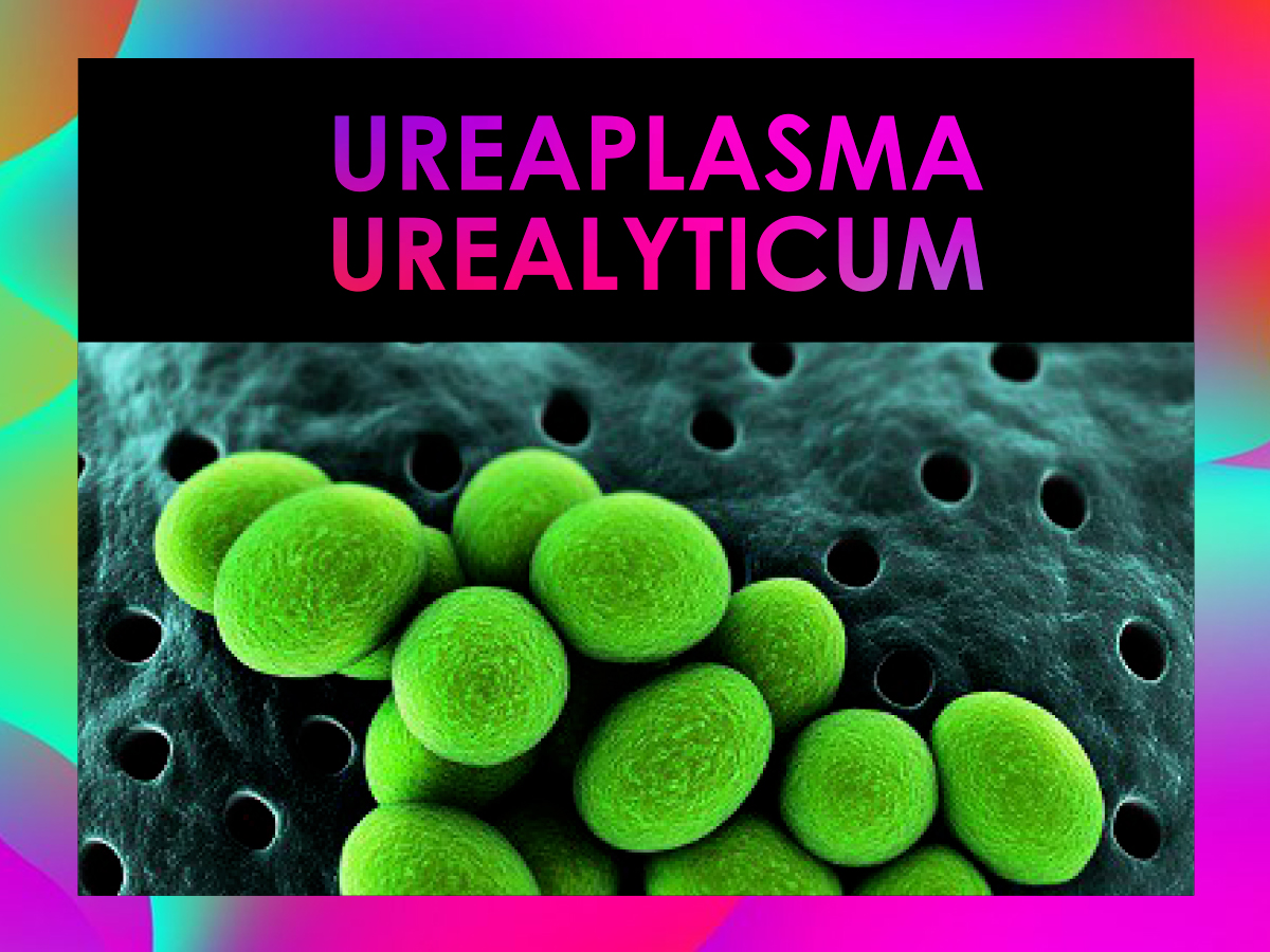 หนองในเทียมจากเชื้อ UREAPLASMA UREALYTICUM