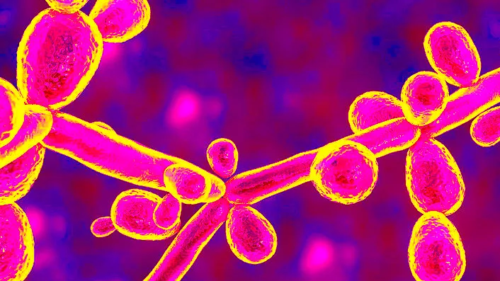 ช่องคลอดอักเสบจากการติดเชื้อ Candida tropicalis (CTp) เป็นอย่างไร ต้องอ่าน!