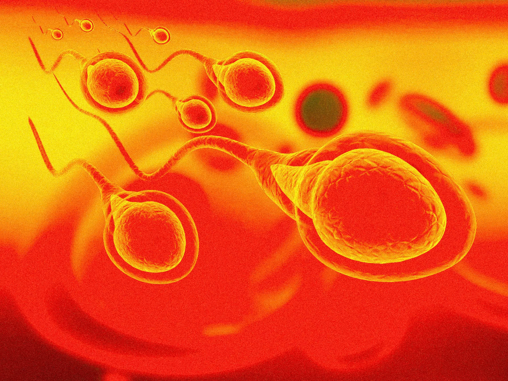 อสุจิปนเลือด (Hematospermia) คืออะไร?