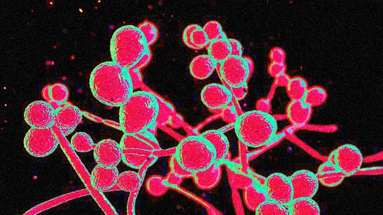 รู้จักเชื้อแคนดิดา ลูซิตาเนีย (Candida Lusitaniae: CL) - อาการ ภาวะแทรกซ้อน การตรวจและการรักษา