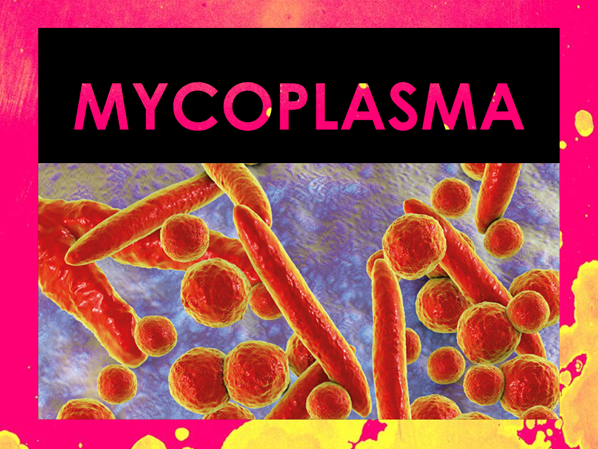 หนองในเทียมจากเชื้อ Mycoplasma genitalium