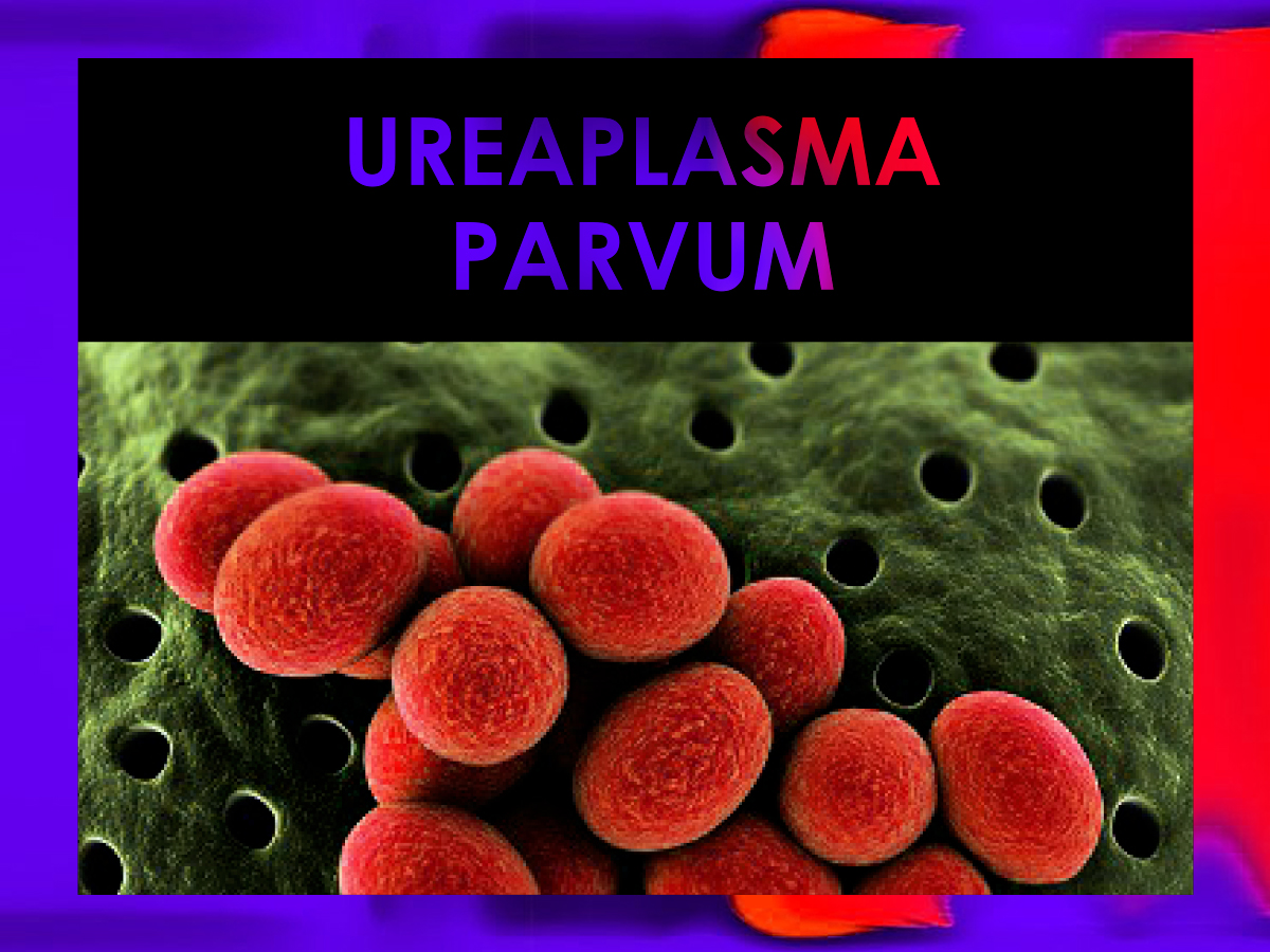 Ureaplasma parvum у мужчин что это