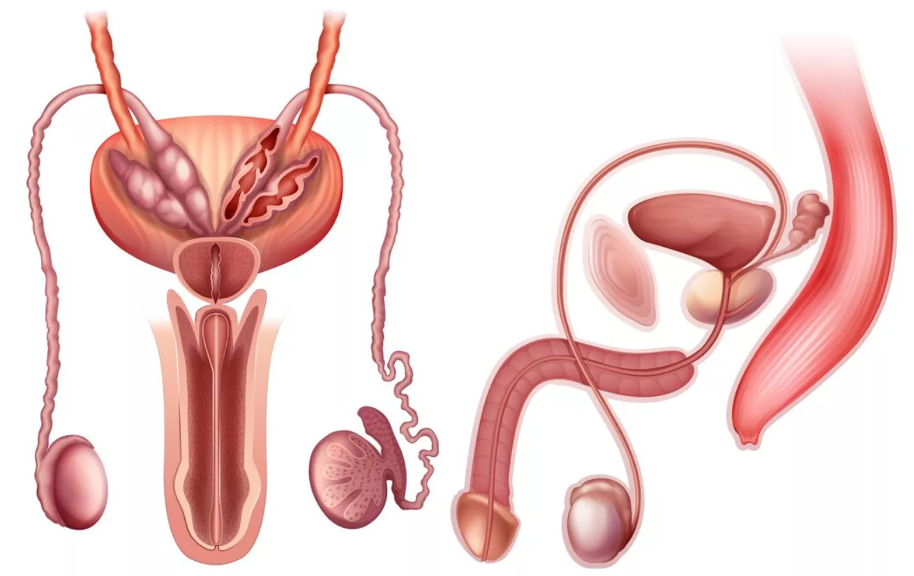 Penis 101 - Anatomy